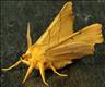 1915 (70.236) September Thorn